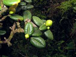 Image of Lehua Papa