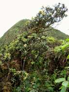 Image of Lehua Papa