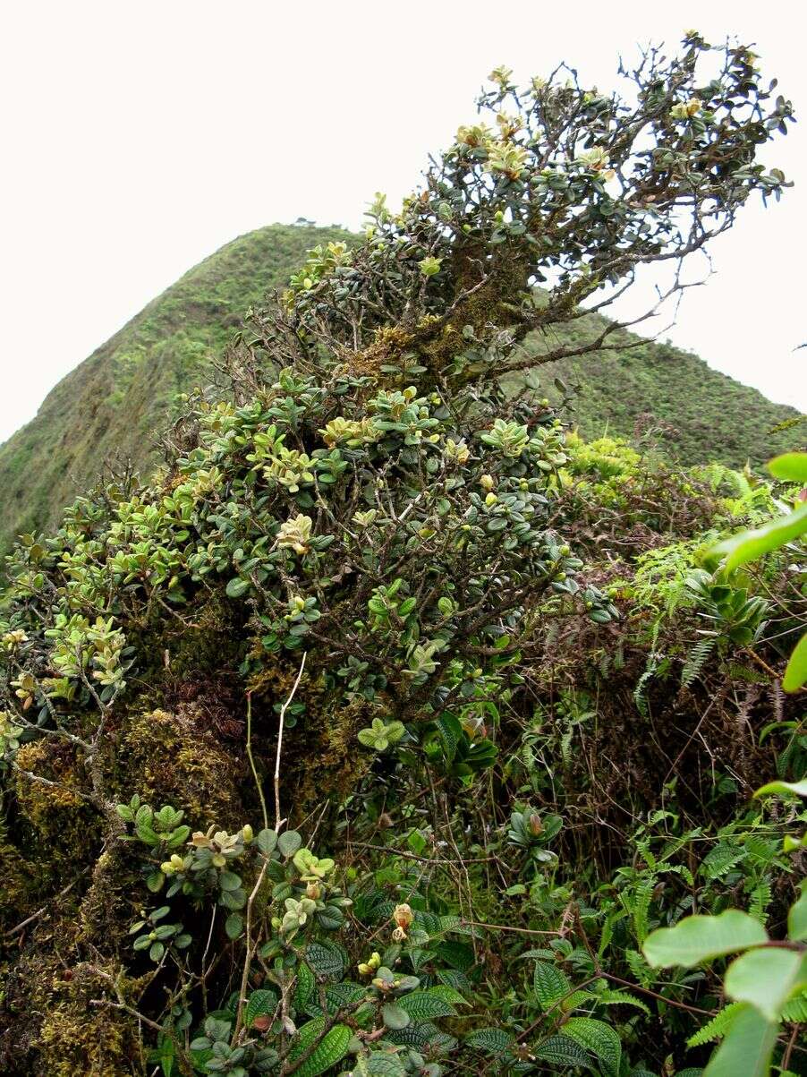 Image of Lehua Papa