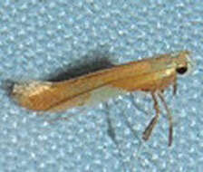 Image of Caloptilia packardella (Chambers 1872)