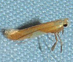 Image of Caloptilia packardella (Chambers 1872)