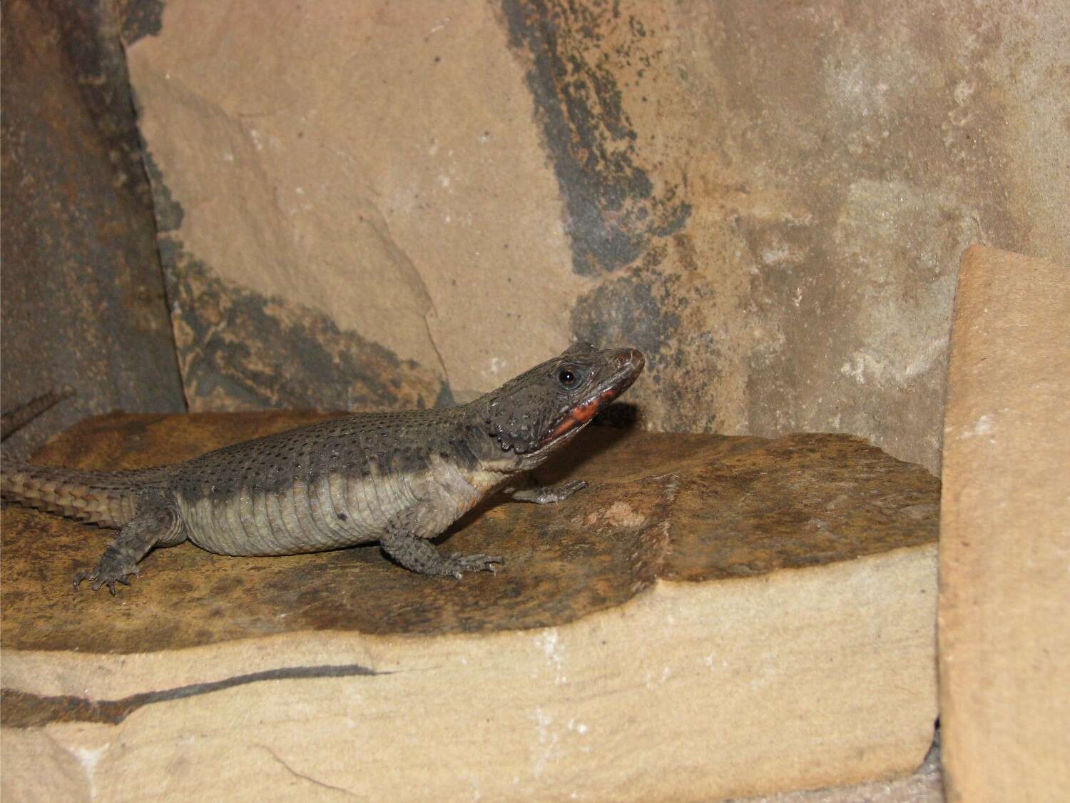 Image of Mozambique girdled lizard