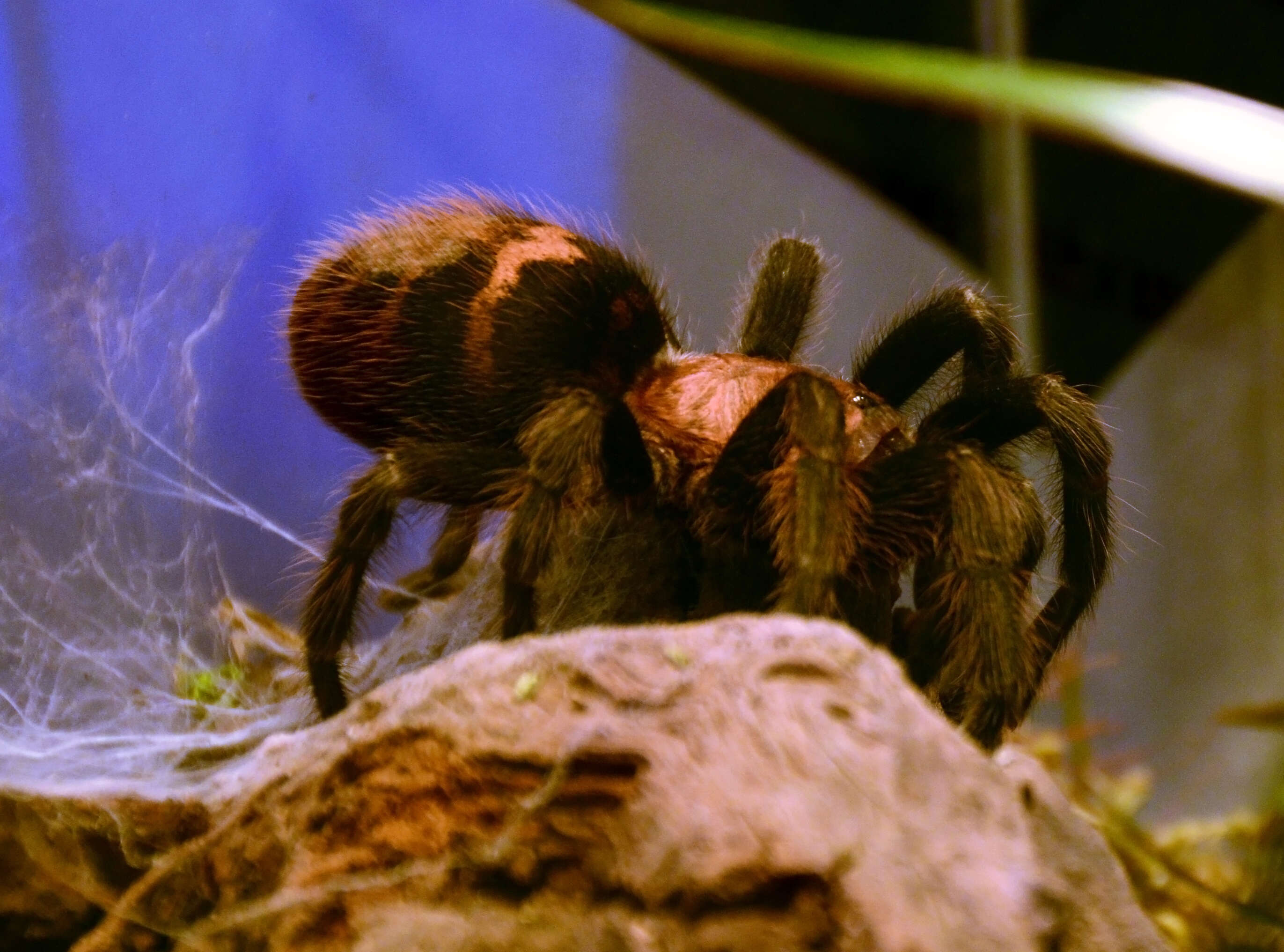 Image of Cyclosternum fasciatum