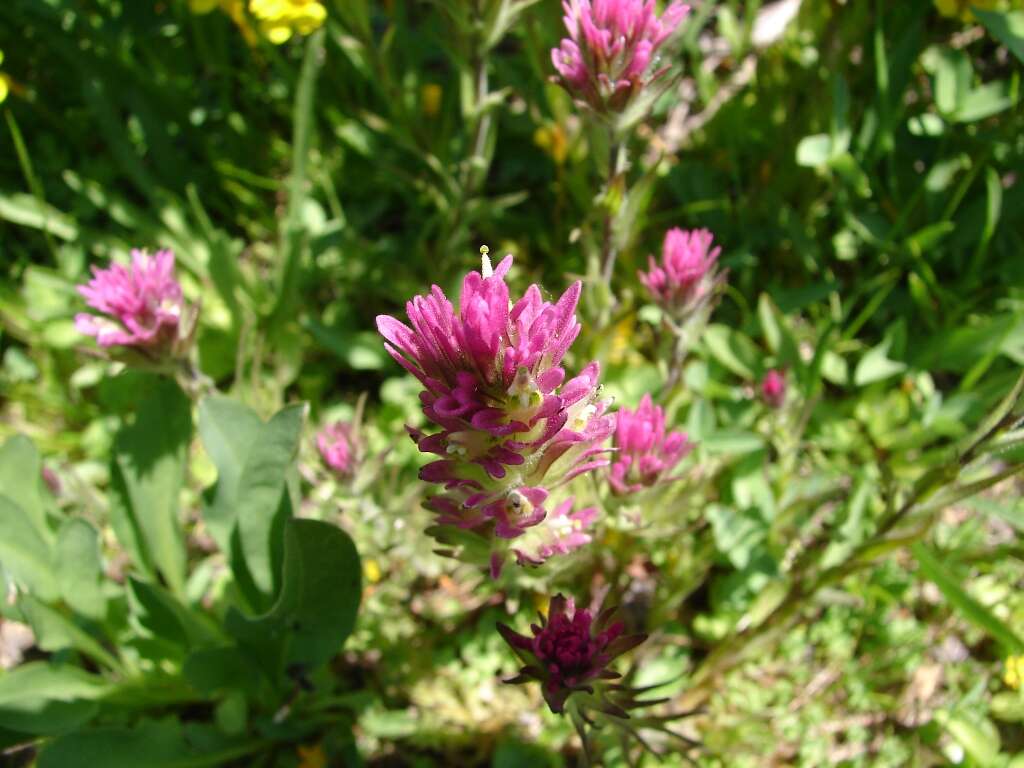 Image of Lemmon's Indian paintbrush