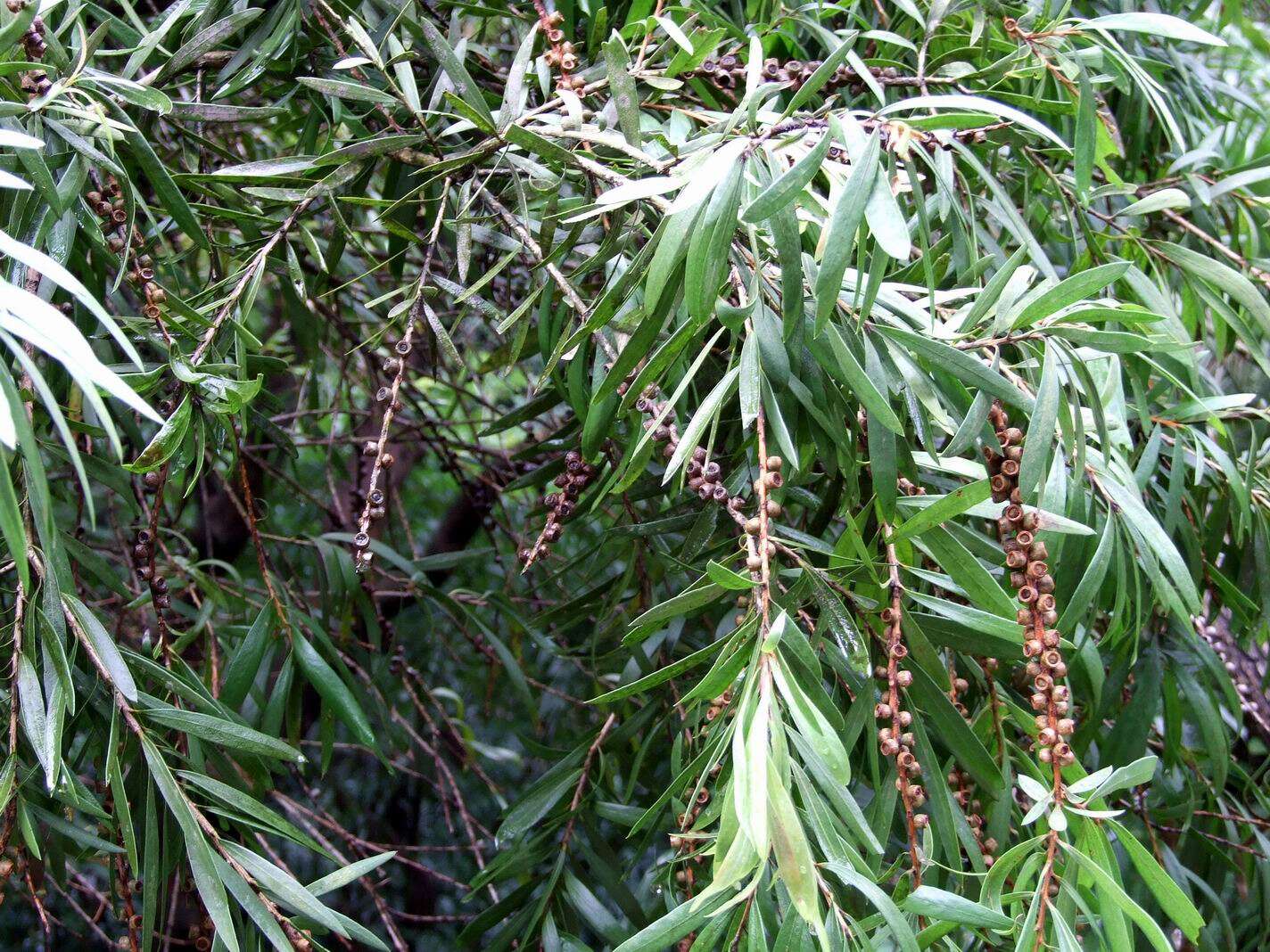 صورة Callistemon rigidus R. Br.