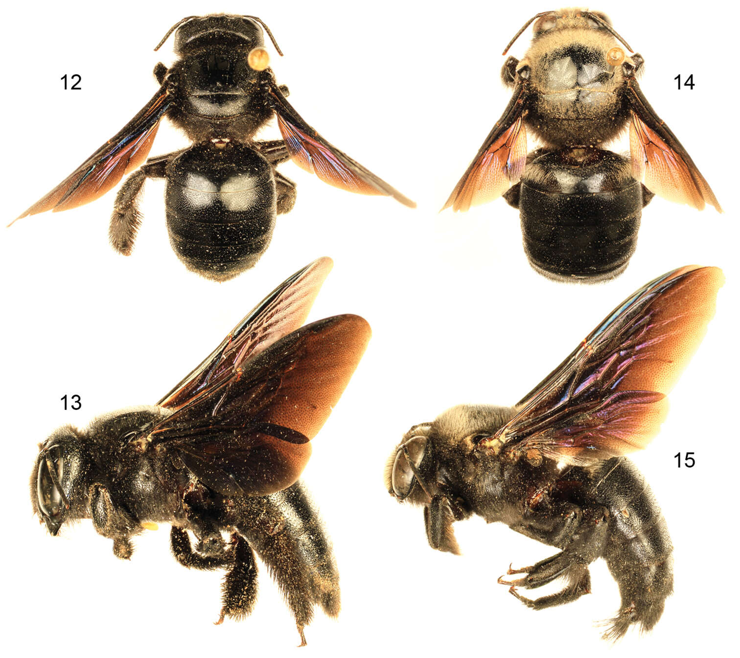 Image of Xylocopa sulcatipes Maa 1970