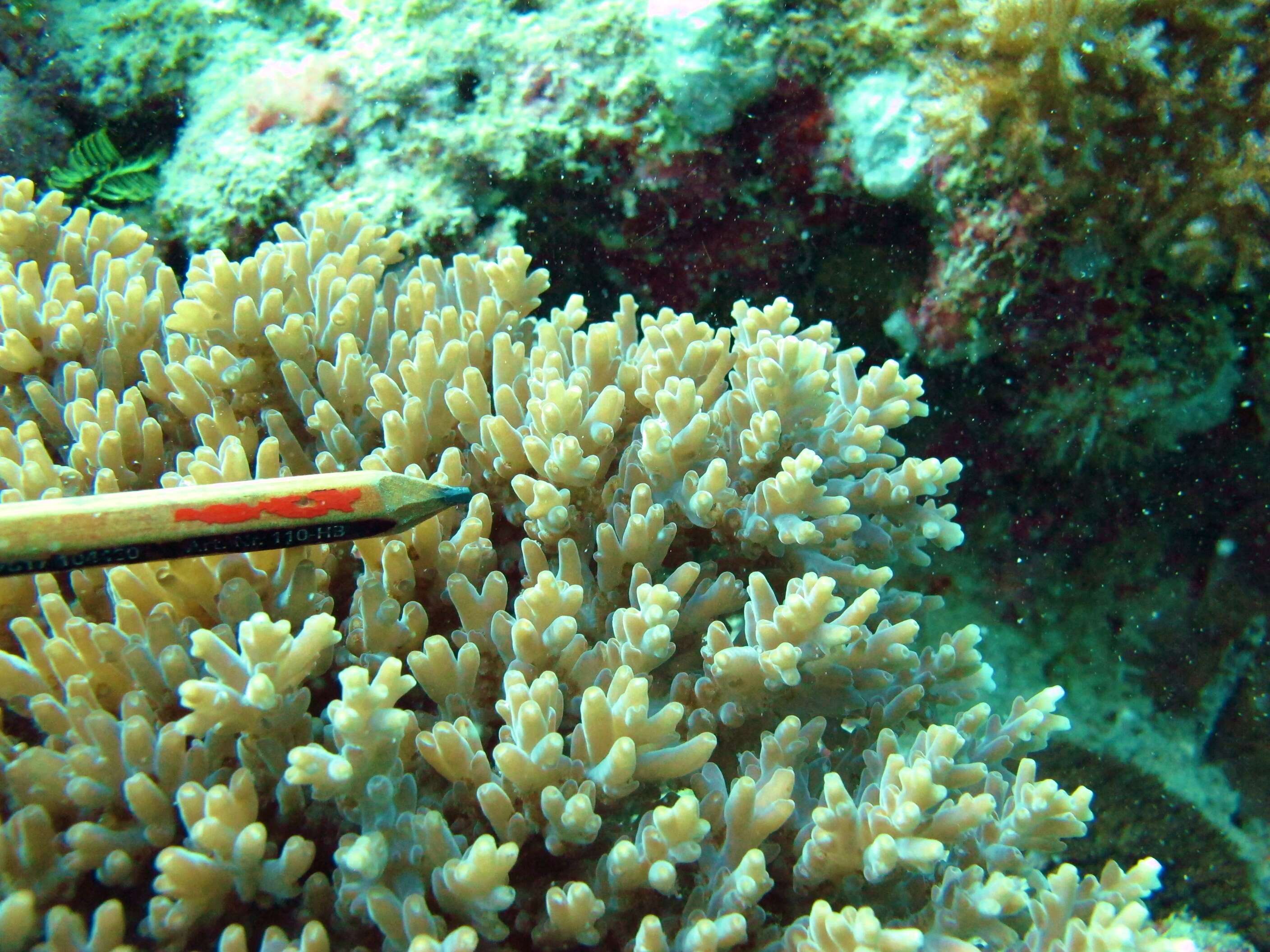 Image of Acropora granulosa (Milne Edwards 1860)