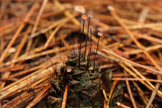 Image of Marasmius capillaris