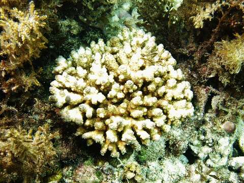 Image of Acropora samoensis (Brook 1891)