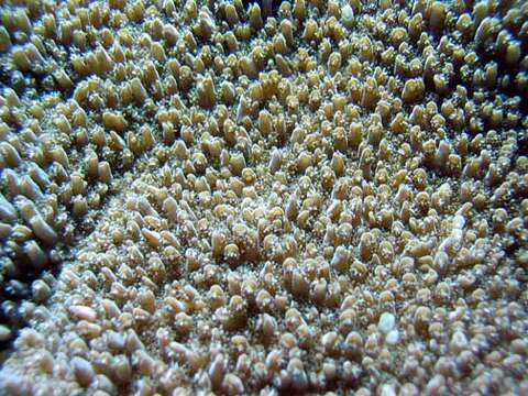 Imagem de Acropora abrotanoides (Lamarck 1816)