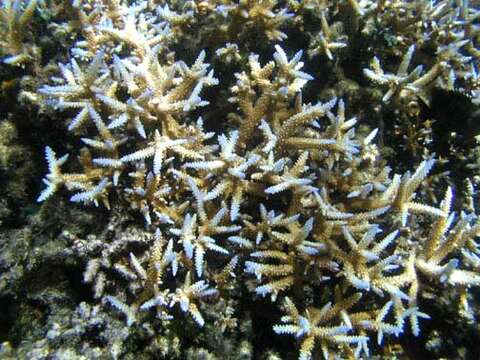 Image of Small base staghorn coral