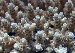 Image of Brush Coral