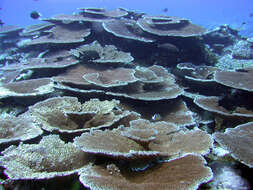 Image of Brush Coral