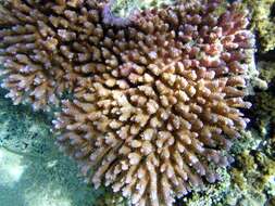 Image of Brush Coral