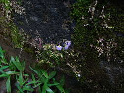 Image of Utricularia striatula J. E. Smith