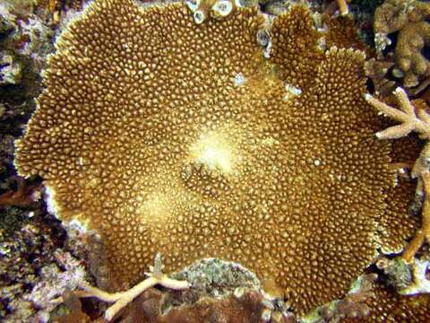 Image of Staghorn coral