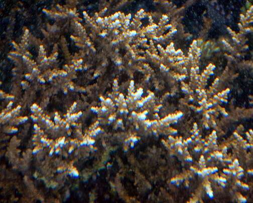 Image of Acropora microphthalma (Verrill 1869)
