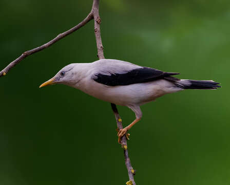 Image of White-headed Starling