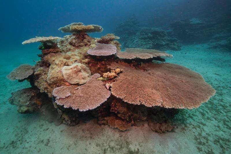 Image of Brush Coral