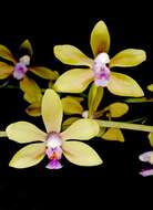 Image of Phalaenopsis stobartiana Rchb. fil.