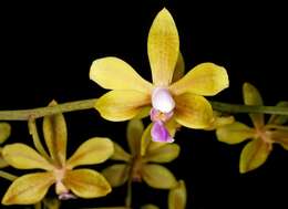 Image of Phalaenopsis stobartiana Rchb. fil.