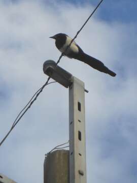 Image of Oriental Magpie