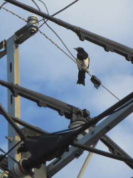 Image of Oriental Magpie