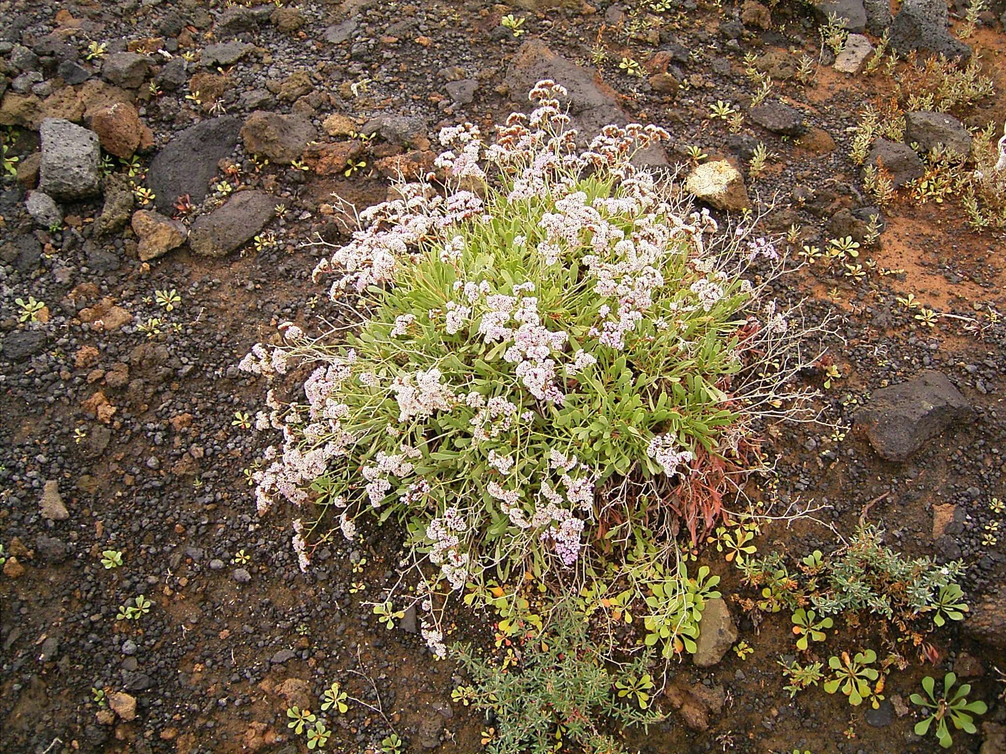 Limonium pectinatum (Ait.) Kuntze resmi