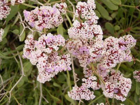 Image of Limonium pectinatum (Ait.) Kuntze