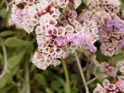 Limonium pectinatum (Ait.) Kuntze resmi