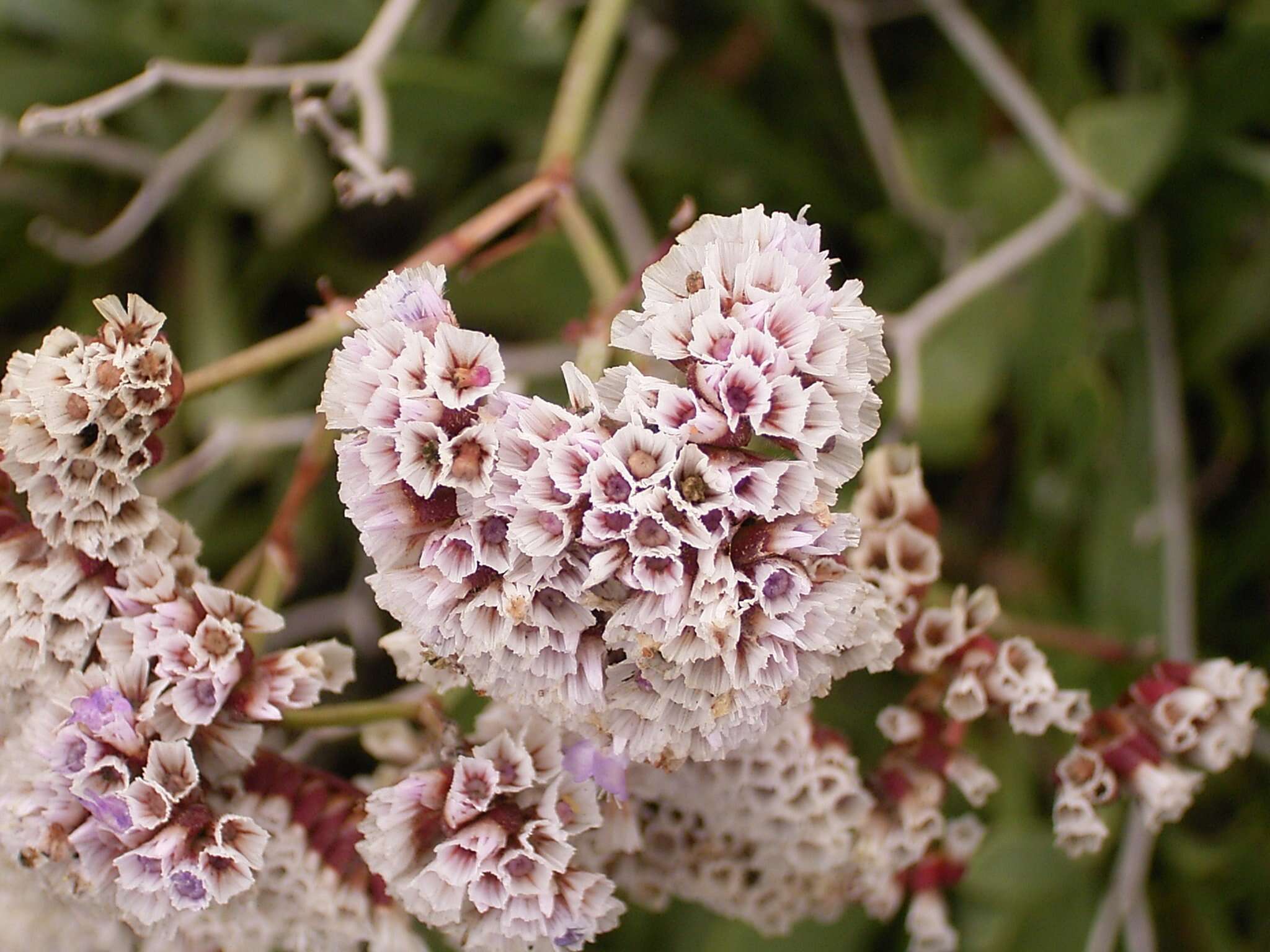 Limonium pectinatum (Ait.) Kuntze resmi