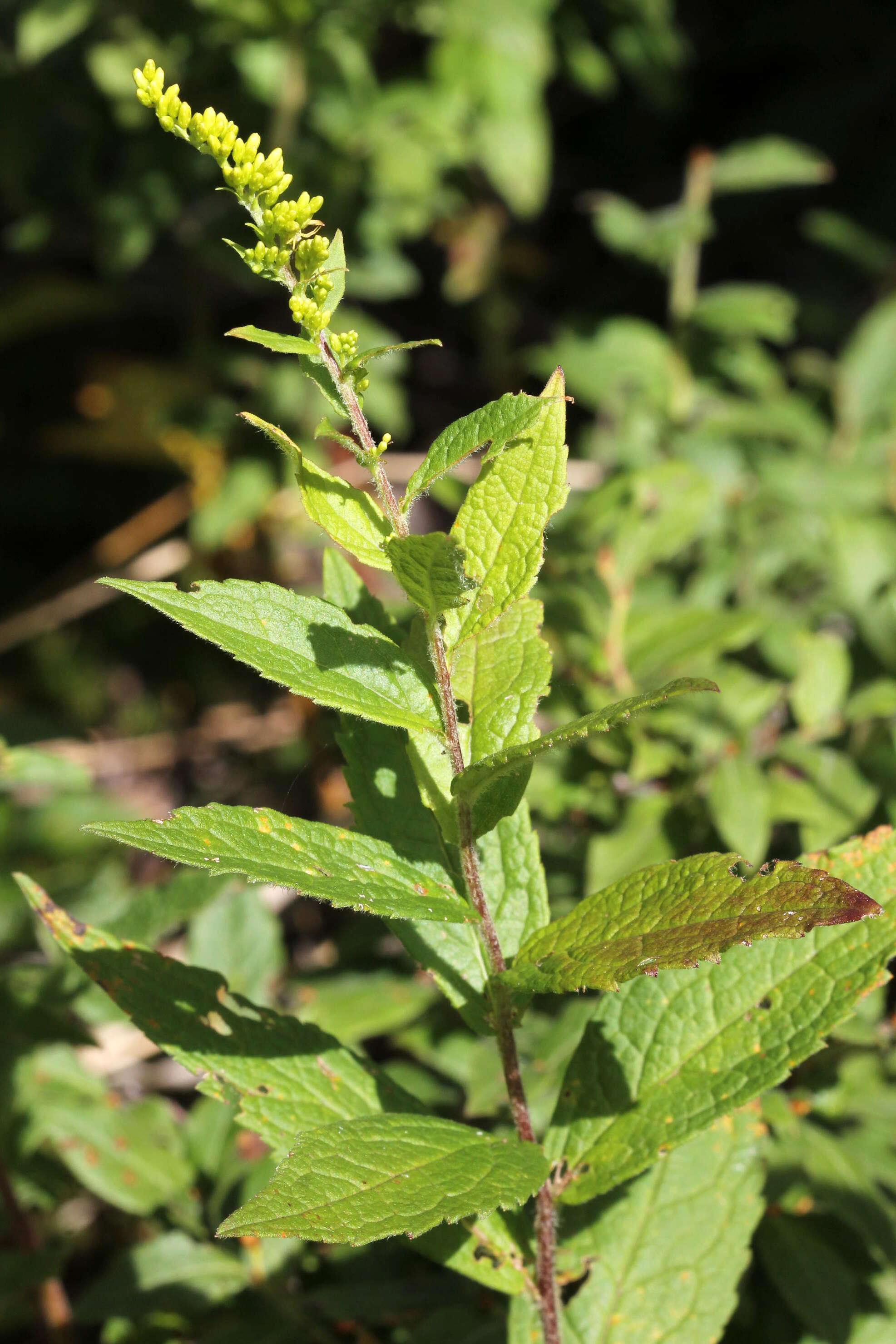 Image of wrinkleleaf goldenrod