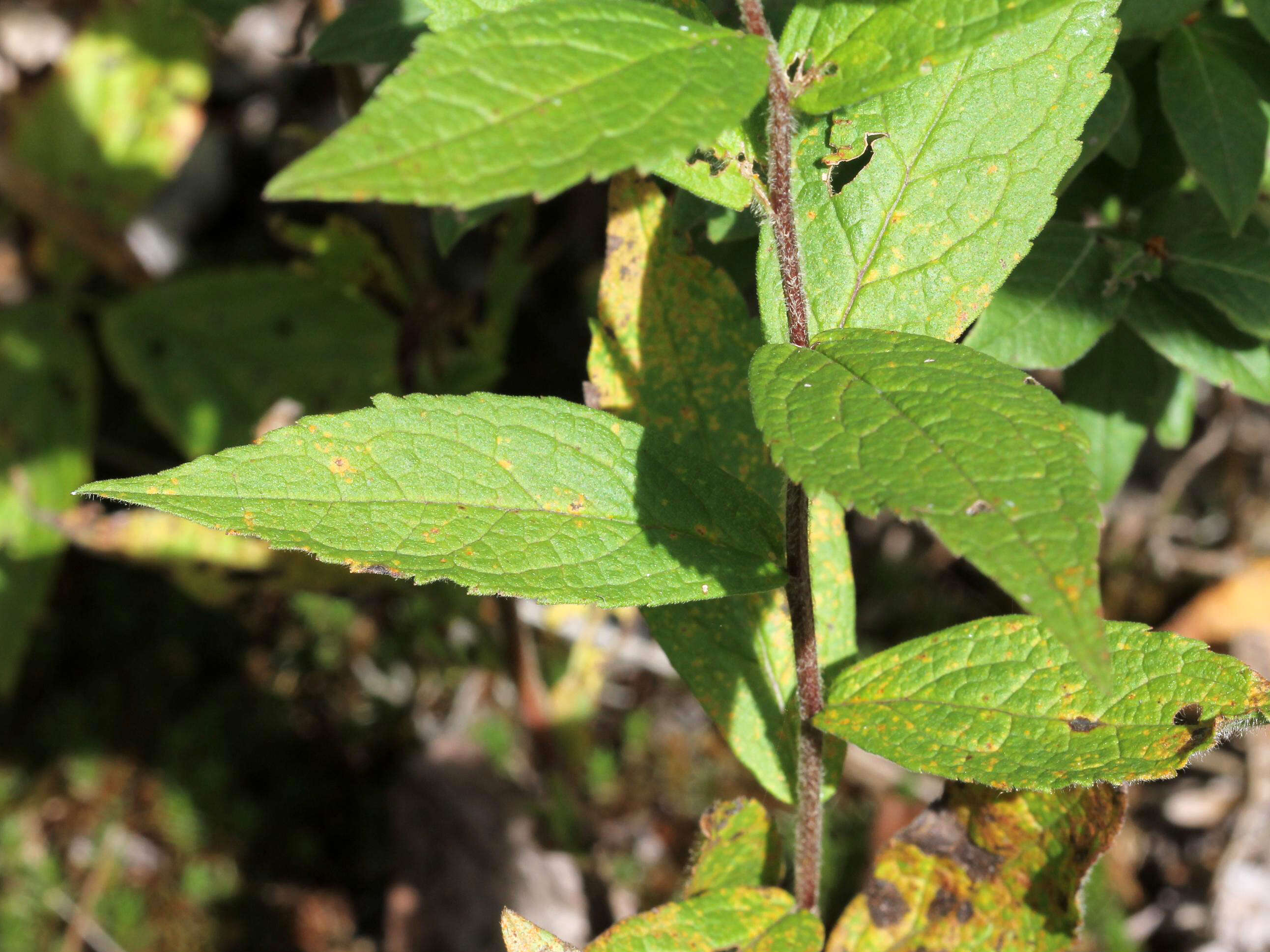 Image of wrinkleleaf goldenrod