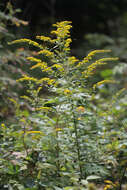 Image of wrinkleleaf goldenrod