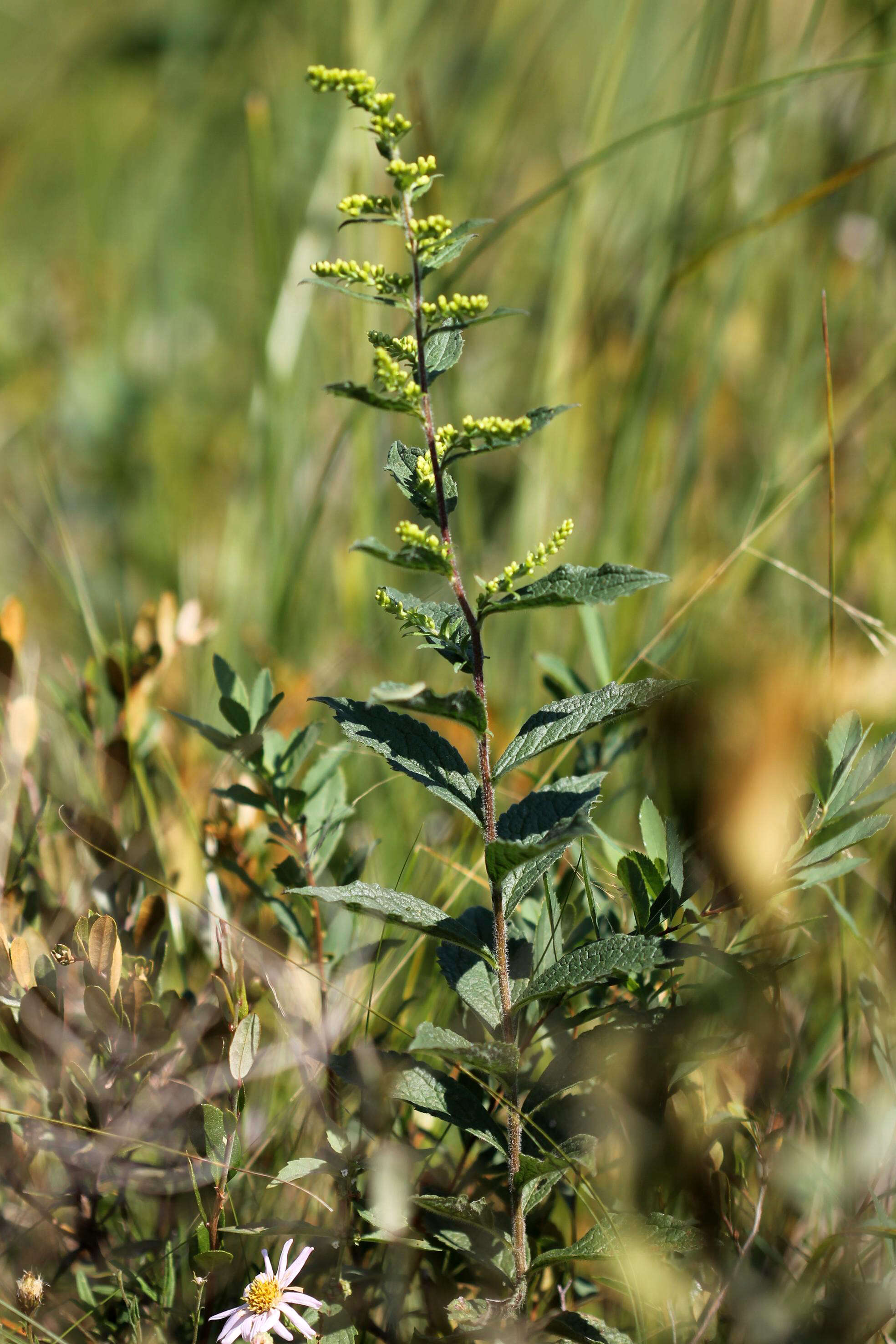 Image of wrinkleleaf goldenrod