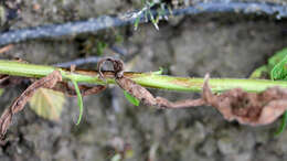 Image of wrinkleleaf goldenrod