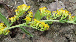 Image of wrinkleleaf goldenrod