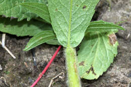 Image of wrinkleleaf goldenrod