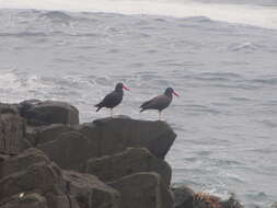 Image of Blackish Oystercatcher