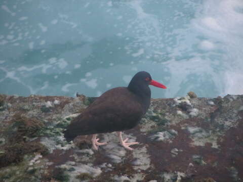 Image of Blackish Oystercatcher