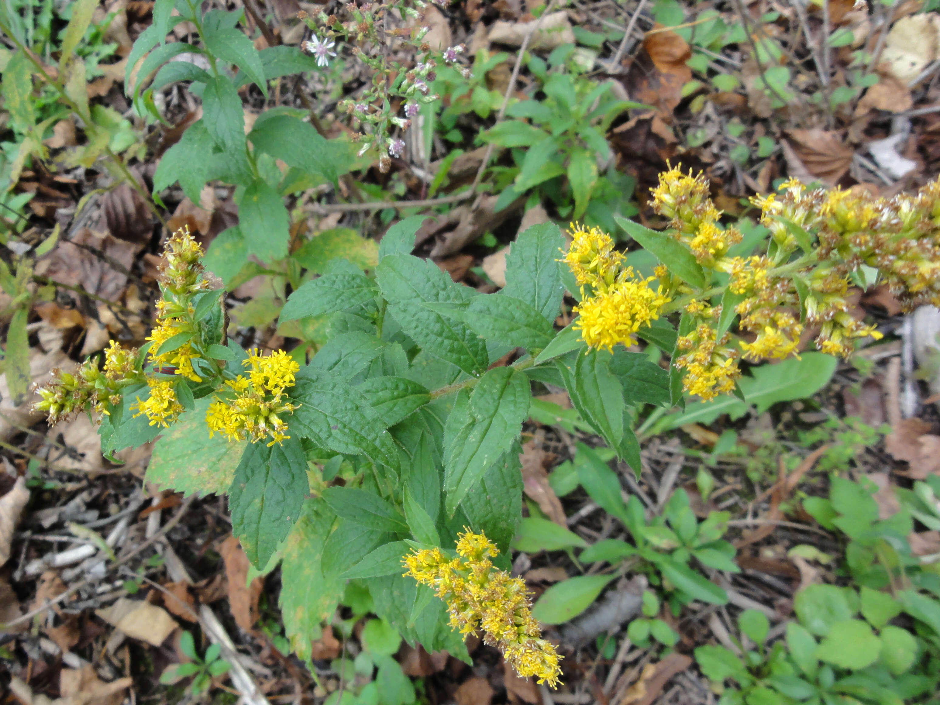 Image of wrinkleleaf goldenrod