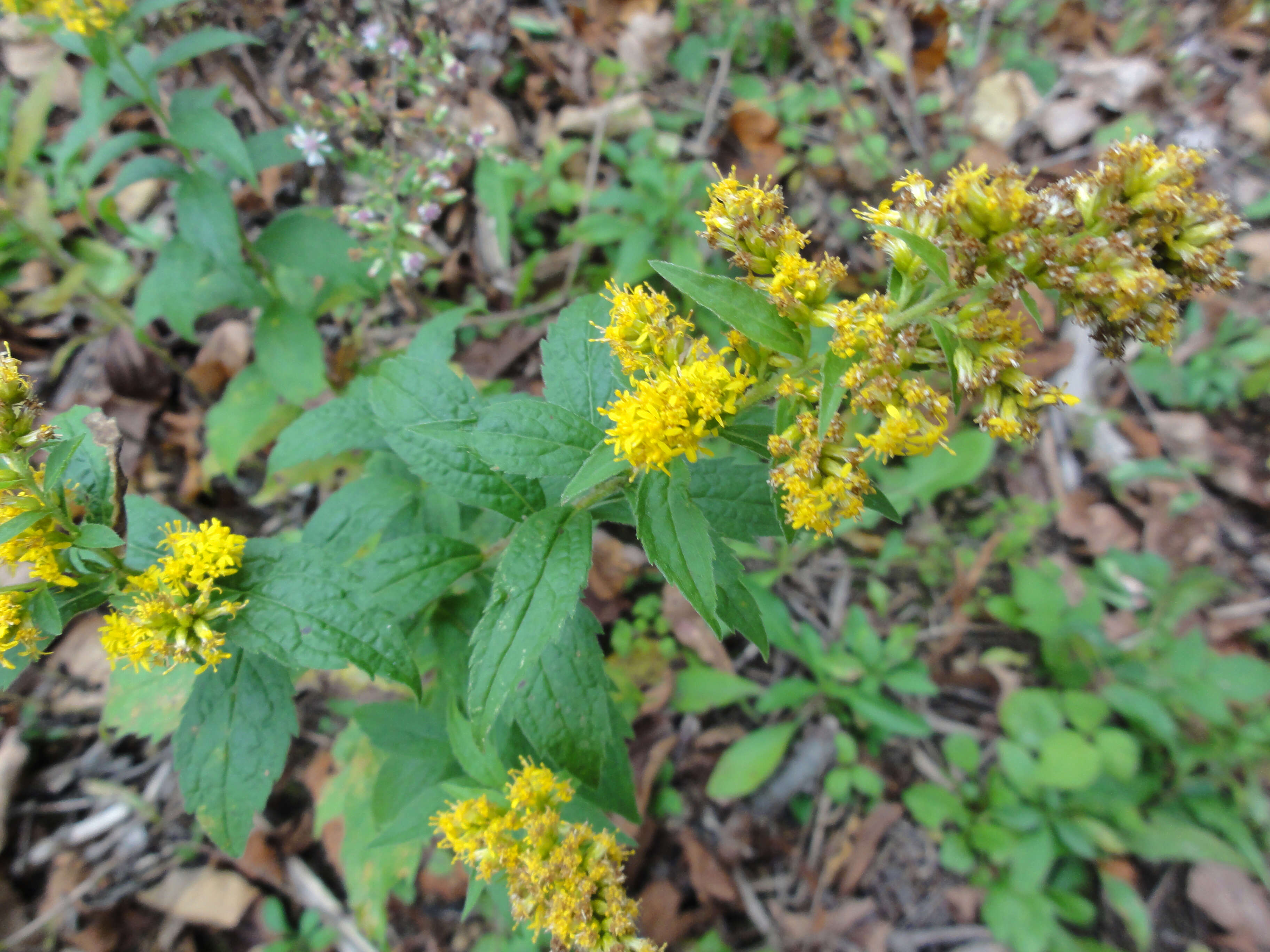 Image of wrinkleleaf goldenrod