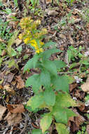 Image of wrinkleleaf goldenrod