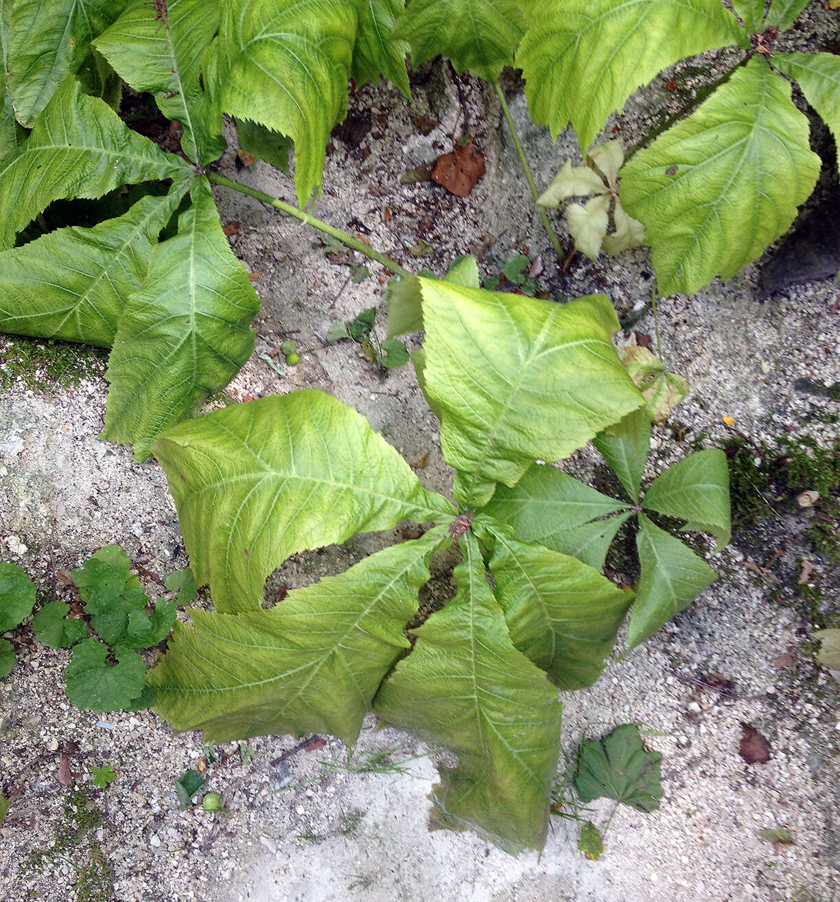 Image of Rodgersia podophylla A. Gray