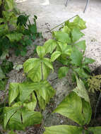 Image of Rodgersia podophylla A. Gray