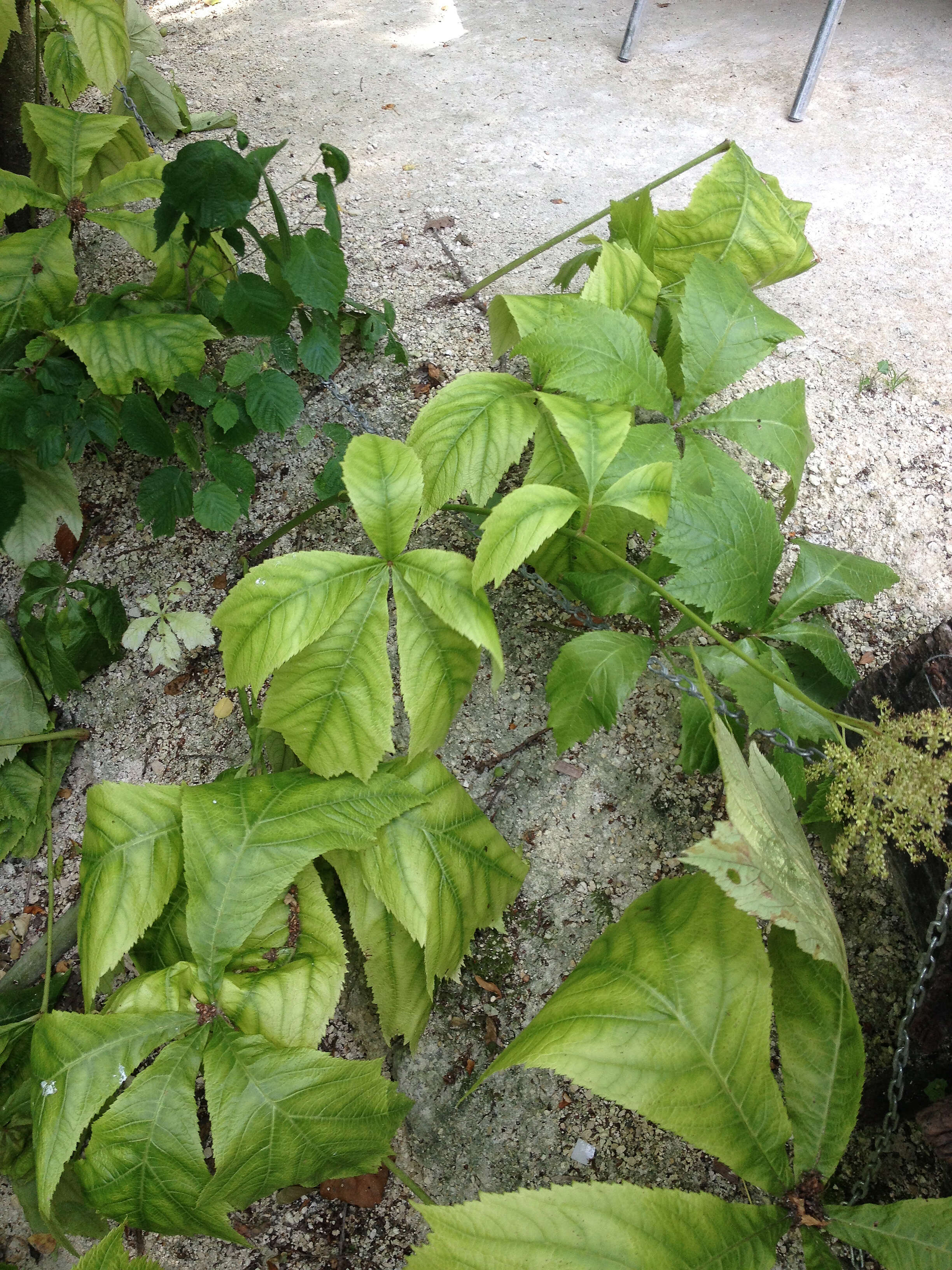 Image of Rodgersia podophylla A. Gray