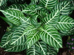 Image de Aphelandra squarrosa Nees