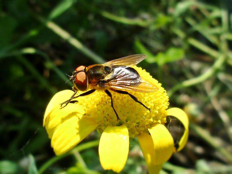 Image of Phasia hemiptera (Fabricius 1794)