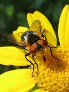 Image of Phasia hemiptera (Fabricius 1794)