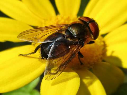 Image of Phasia hemiptera (Fabricius 1794)